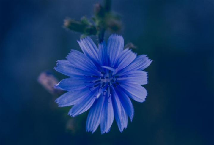 blue,flower,macro,leaf,nature,netstockvault