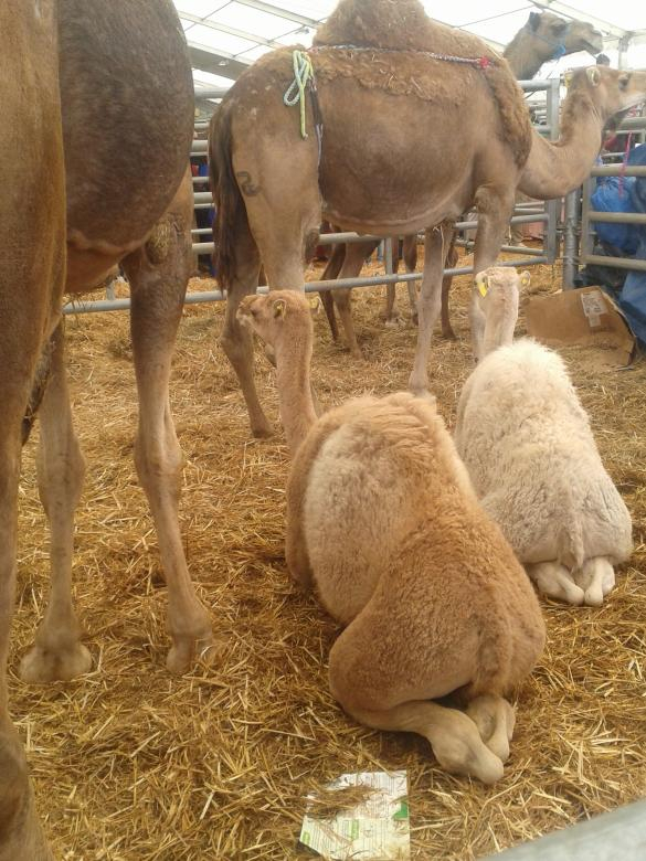 camels,animals,many,staple,netstockvault