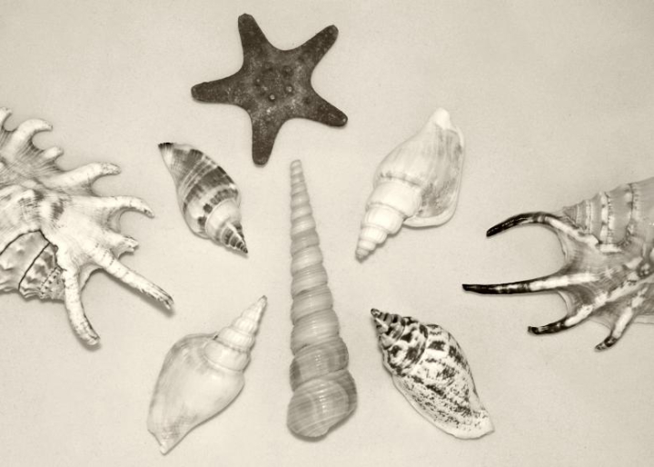 shell,seashells,starfish,different,around,assorted,stilllife,netstockvault