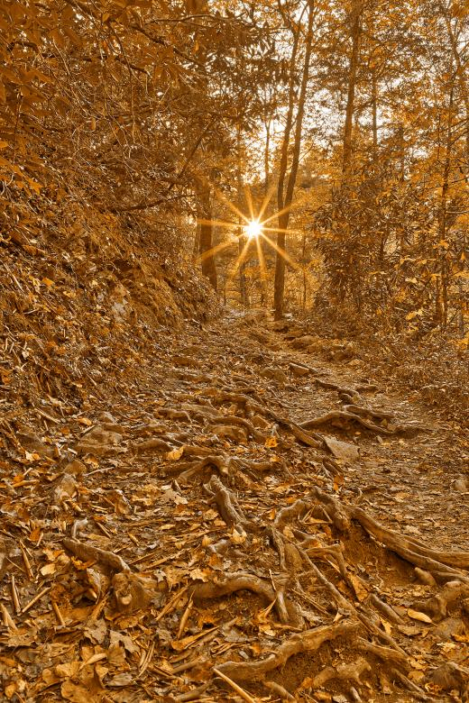 sunset,trail,forest,trees,tennessee,goldenhour,sunburst,landscape,nature,scene,scenic,scenery,mountain,hill,wood,woods,wooded,wooden,tree,trunk,trunks,root,roots,branch,branches,foliage,leaf,leaves,plant,plants,vegetation,sky,sundown,sun,sunny,sunshine,shining,ray,rays,radiant,radial,solar,starburst,burst,bursting,spike,spikes,spiked,flare,flares,flaring,sunflare,sunflares,atmosphere,atmospheric,environment,environmental,background,backdrop,path,pathway,passage,passageway,greatsmokymounta,national,park,tn,usa,united,states,of,america,american,wanderlust,travel,tourism,touristic,outside,outdoor,outdoors,exterior,beauty,beautiful,pretty,picturesque,surreal,ethereal,fantasy,fantastic,dreamy,wonderland,leading,line,lines,perspective,composition,hdr,high,dynamic,range,composite,contrast,contrasted,contrasting,shade,shades,shadow,shadows,highlight,highlights,light,lights,bright,brilliant,brilliance,glow,glowing,illuminate,illuminated,illumination,warm,warmth,vivid,yellow,gold,golden,orange,brown,white,color,colour,colors,colours,colorful,colourful,vibrant,vibrance,vibrancy,somadjinn,nicolasraymond,netstockvault