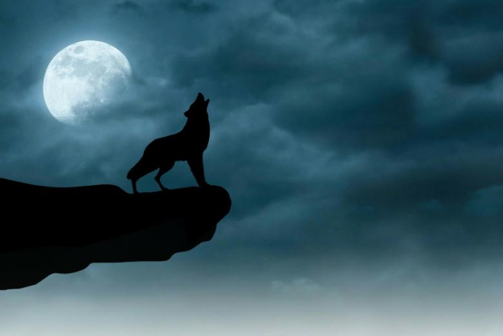 wolf,wolves,moonlight,animal,black,blue,cloud,concept,dark,darkness,fog,fullmoon,halloween,horror,landscape,light,mountain,nature,night,predator,silhouette,sky,spooky,wildlife,netstockvault
