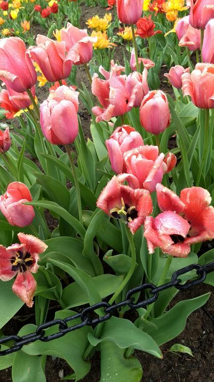 pink,albany,flowers,tulips,festival,season,nature,summer,scenery,netstockvault