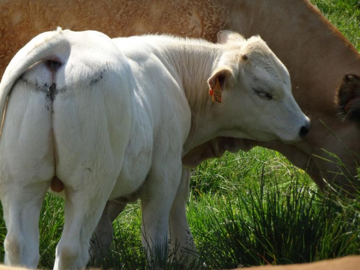animals,cow,calf,white,netstockvault