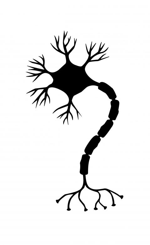 nerve,cell,neuron,brain,neurons,nervous,system,synapse,neural,pathways,ribosome,vesicle,geflecht,network,silhouette,netstockvault