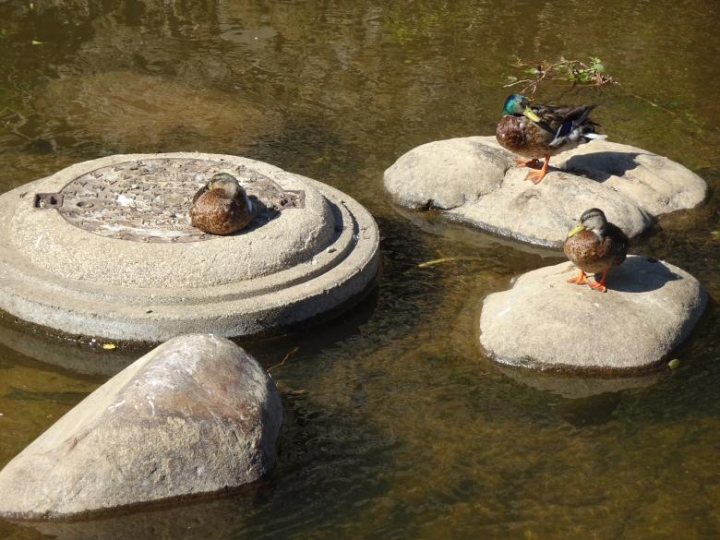 rocks,river,ducks,netstockvault