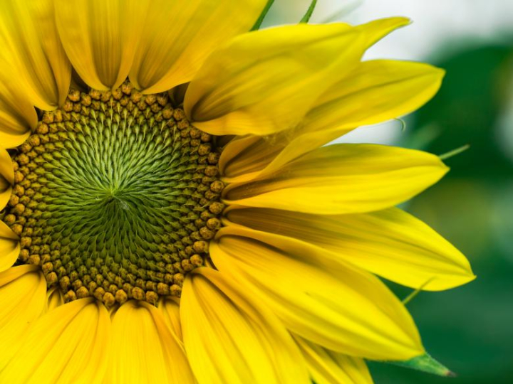 sun,sunflower,flowers,nature,natural,closeup,yellow,bloom,summer,netstockvault