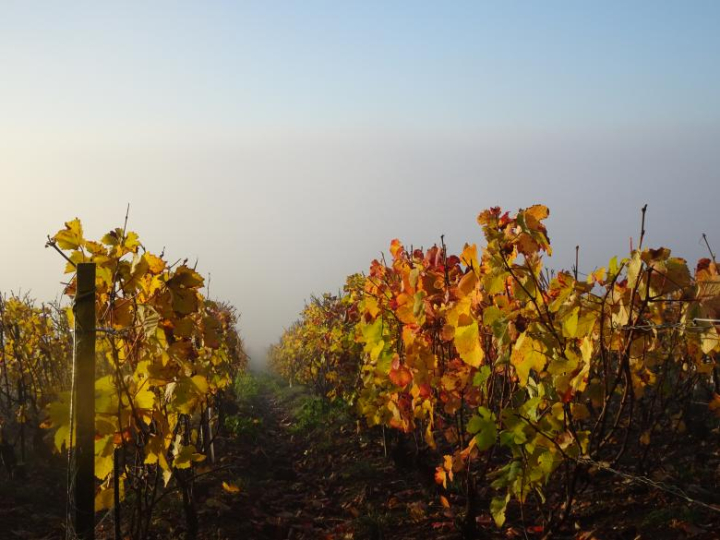 vineyard,sunset,fog,landscape,autumn,netstockvault