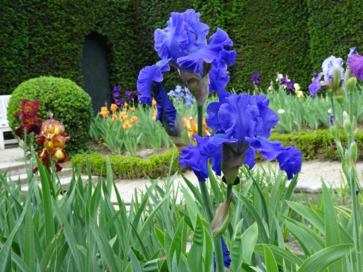Free: Deep blue giant iris in a public garden - nohat.cc