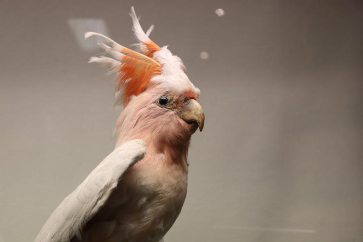 cockatoo,bird,stuffed,museum,netstockvault