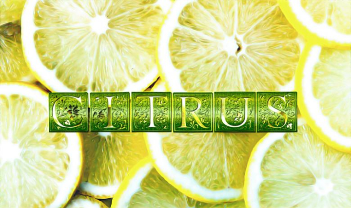 citrus,citron,lemon,slice,yellow,illustration,netstockvault
