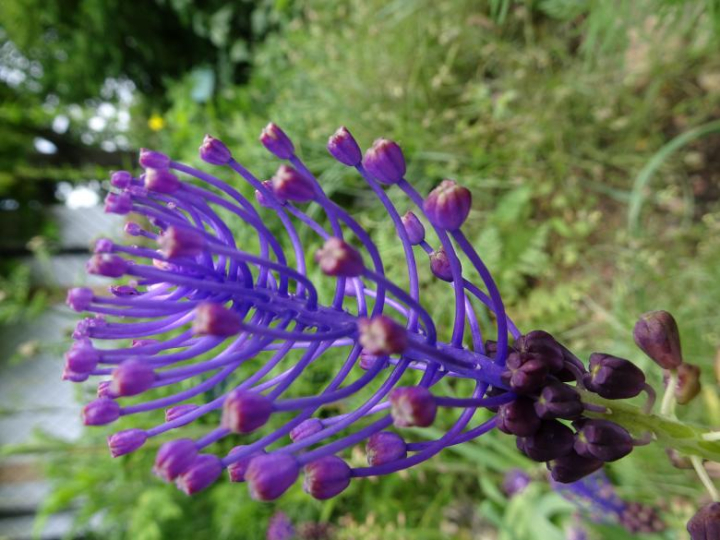 Free: Strange and fascinating fishbone flower's bud - nohat.cc