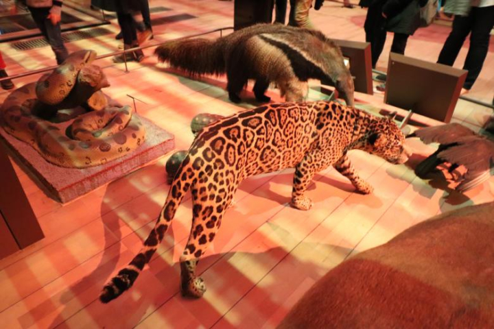 cheetah,stuffed,animals,museum,netstockvault