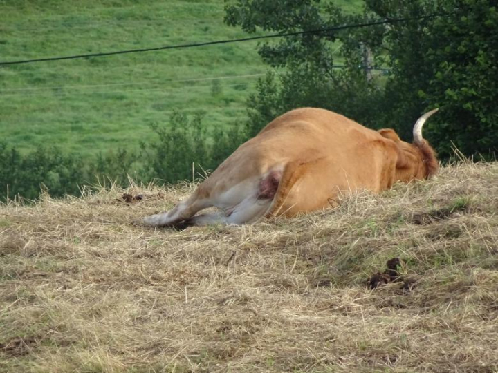 animal,cow,sleeping,lying,trees,hay,countryside,netstockvault