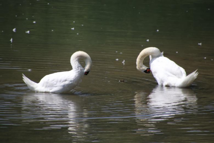 swans,birds,clean-up,river,feather,white,water,netstockvault