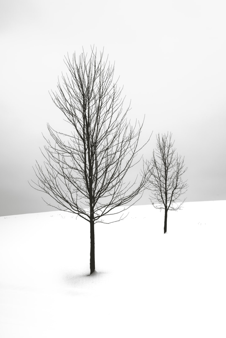 Free: Going for a simple Ansel Adams feel here. Winter provides a way of  simplifying the background. 