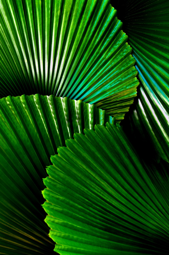 plant,texture backgrounds,hd green wallpapers,nature images,plant,animals images  pictures,leaf backgrounds,hd green wallpapers,plant,hd green wallpapers,plant,leaf backgrounds,nature images,australia,texture backgrounds,cairns botanic gardens,cairns,veins,leaves,foliage,palm leaves,hd tropical wallpapers,tropical leaves,palm,tropical foliage,fan palm,licuala,licuala cordata,asian,free pictures
